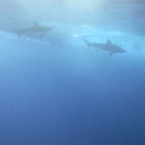 Oceanic White Tips