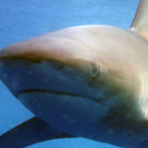 Oceanic White Tip Shark