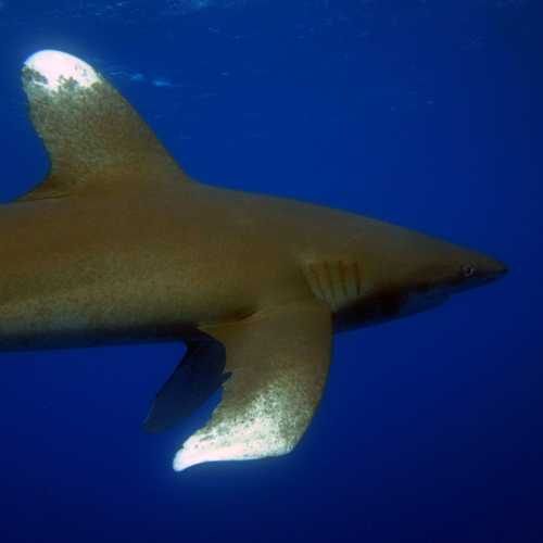 Oceanic White Tip Shark