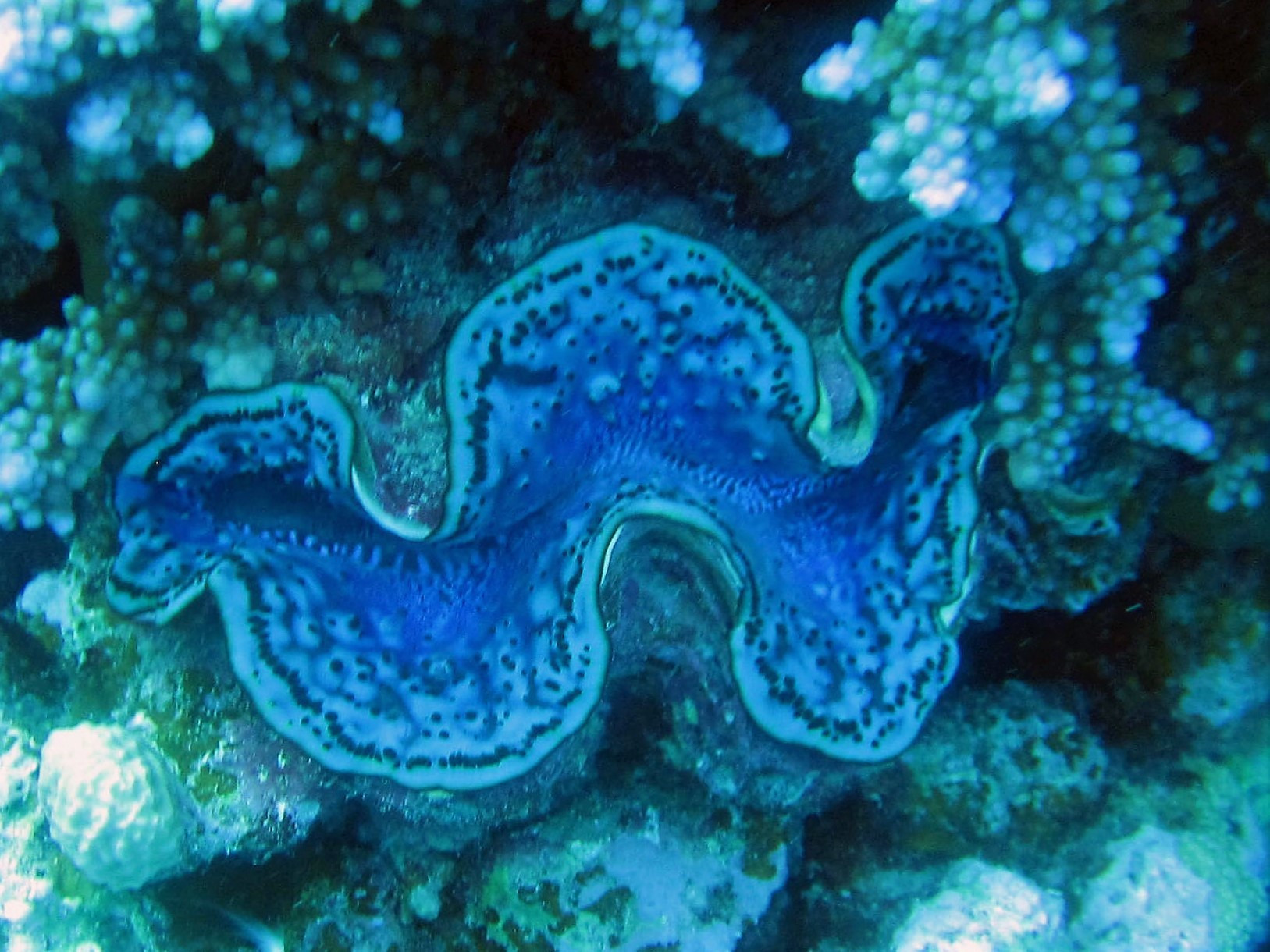 Dangerous Reef, Egypt