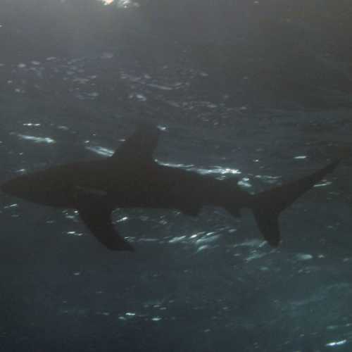 OceanicWhite Tip Shark