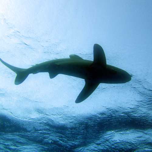 Oceanic White Tip Shark