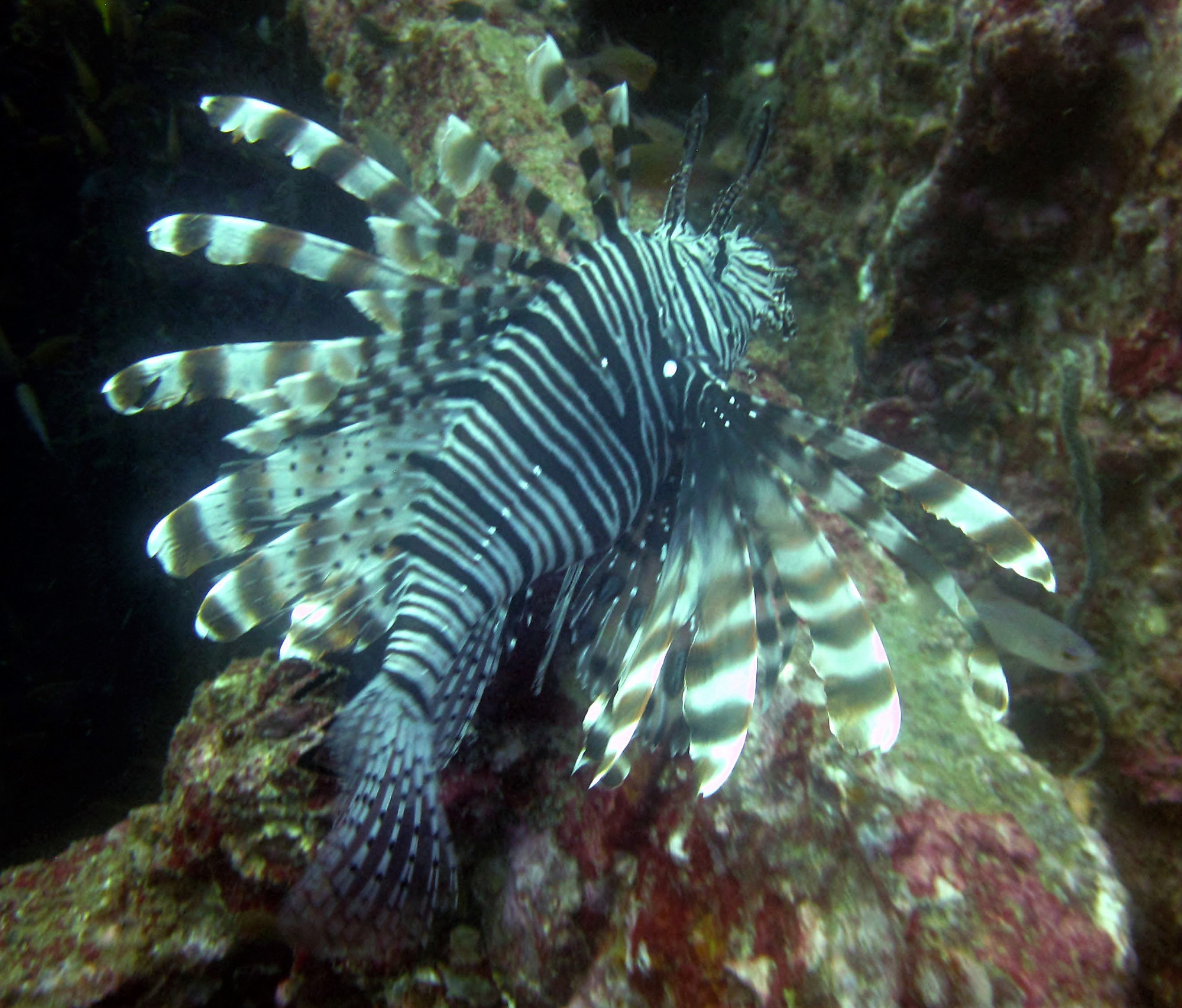 Boonsung Wreck, Thailand