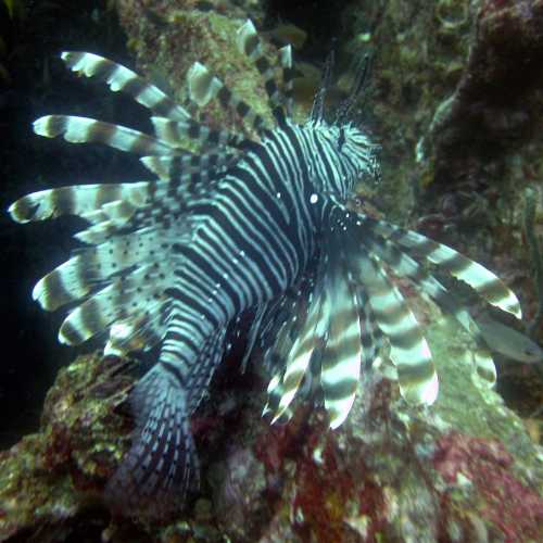 Boonsung Wreck, Thailand