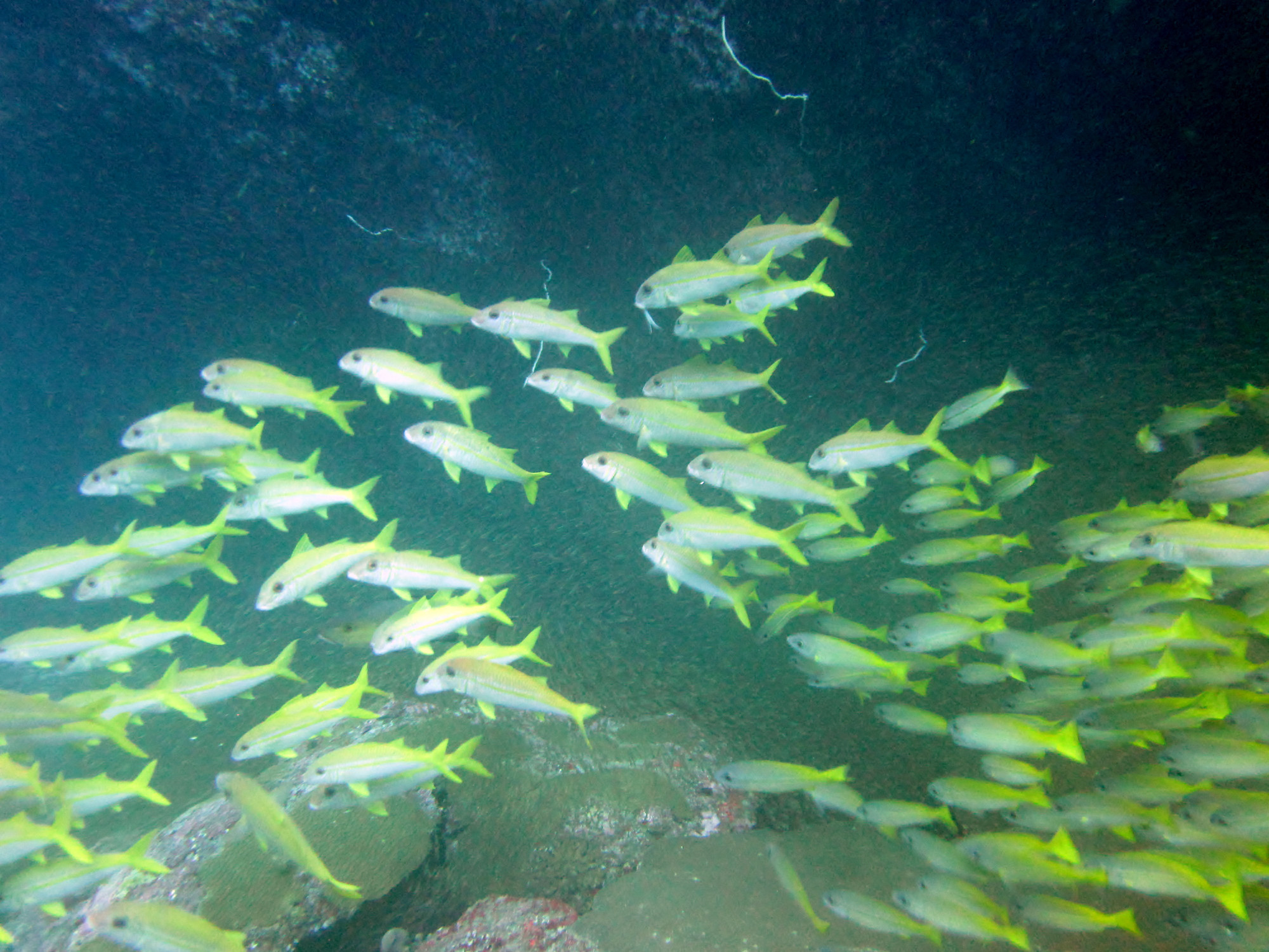 Koh Bon Similan Islands, Thailand