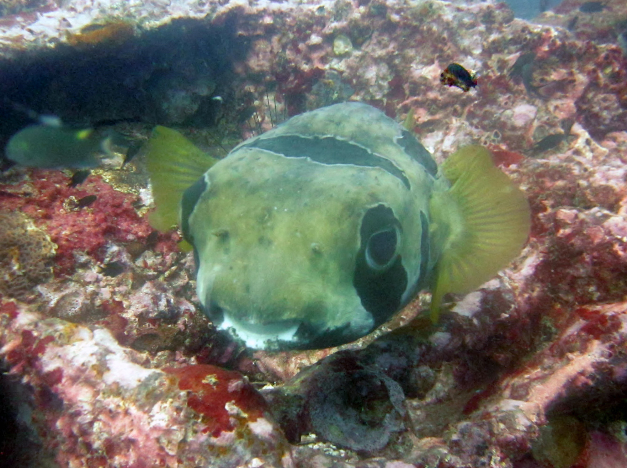 Boonsung Wreck, Thailand