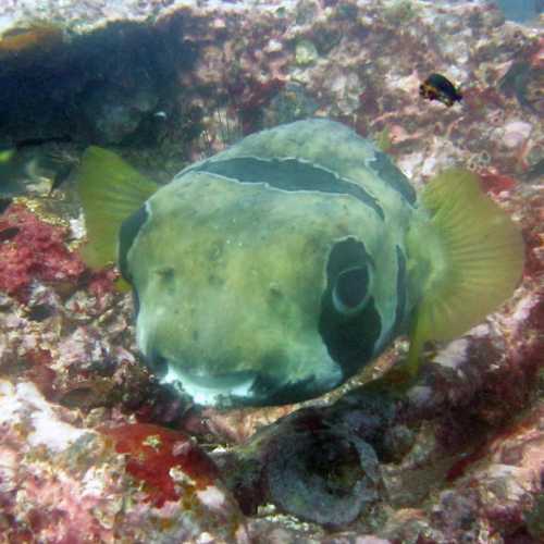 Boonsung Wreck, Thailand