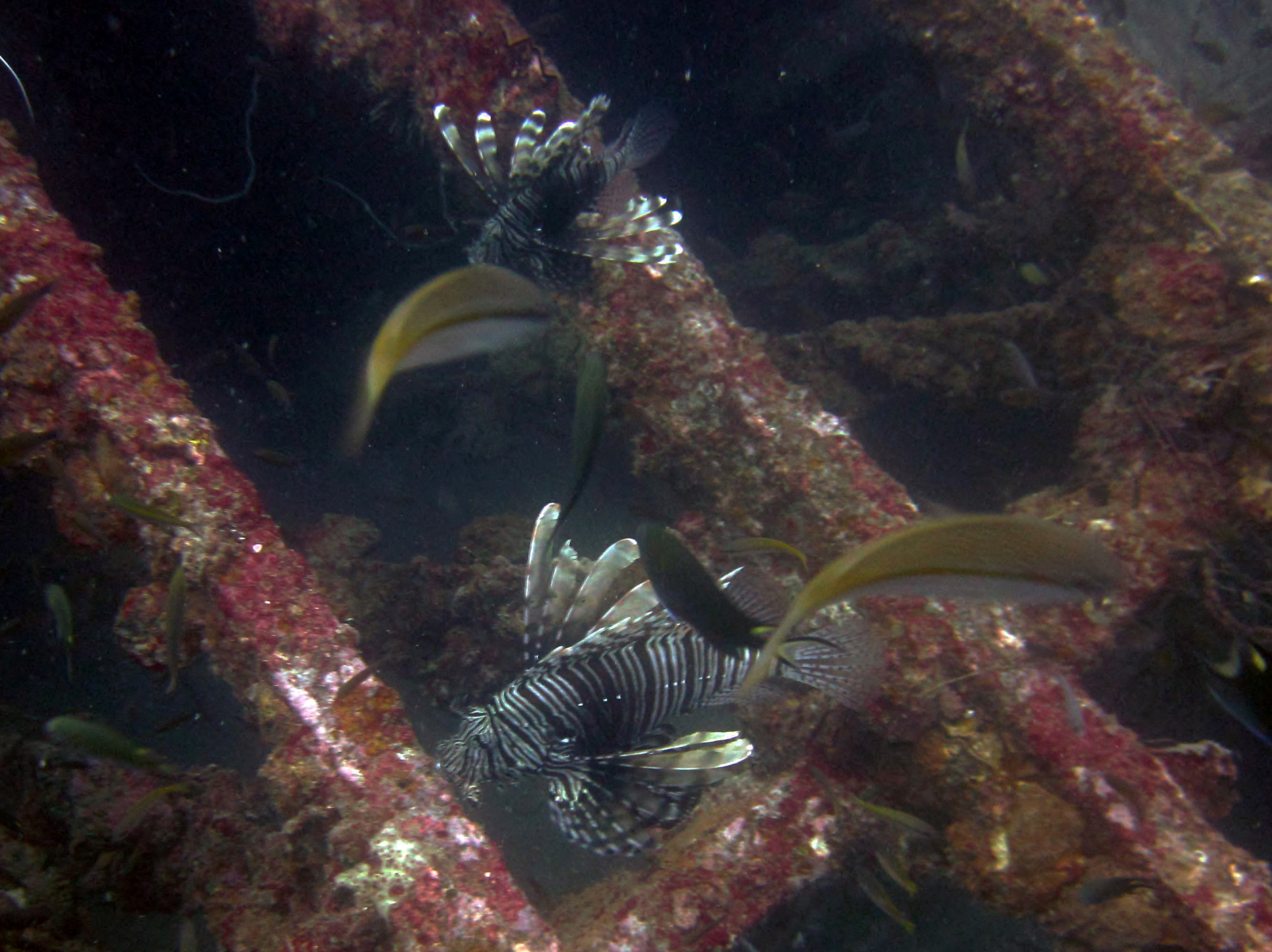 Boonsung Wreck, Таиланд