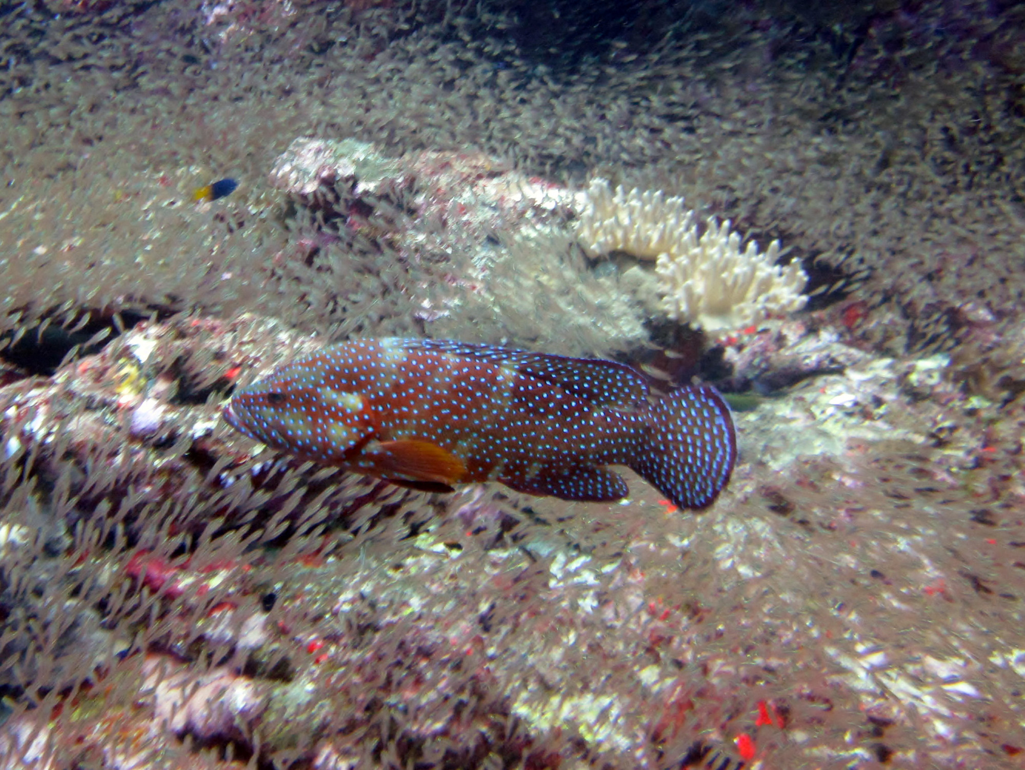 Koh Bon Similan Islands, Thailand