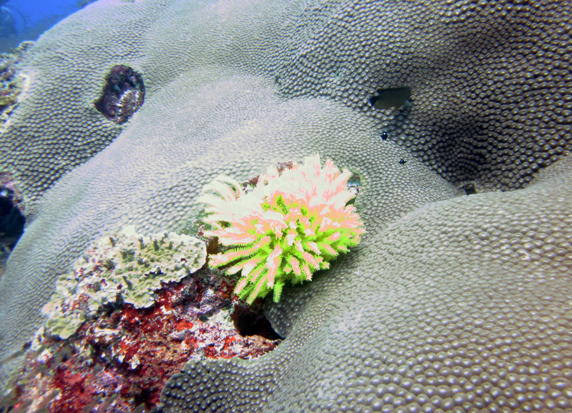 Koh Bon Similan Islands, Thailand