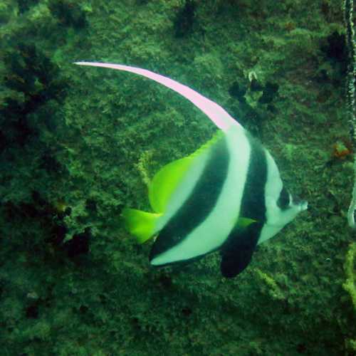 Bannerfish