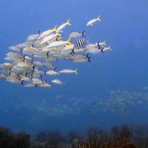 Reef Fish Snappers,Sgt Major