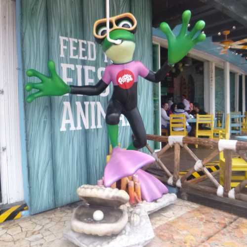 Mr Frogs San Miguel de Cozumel 