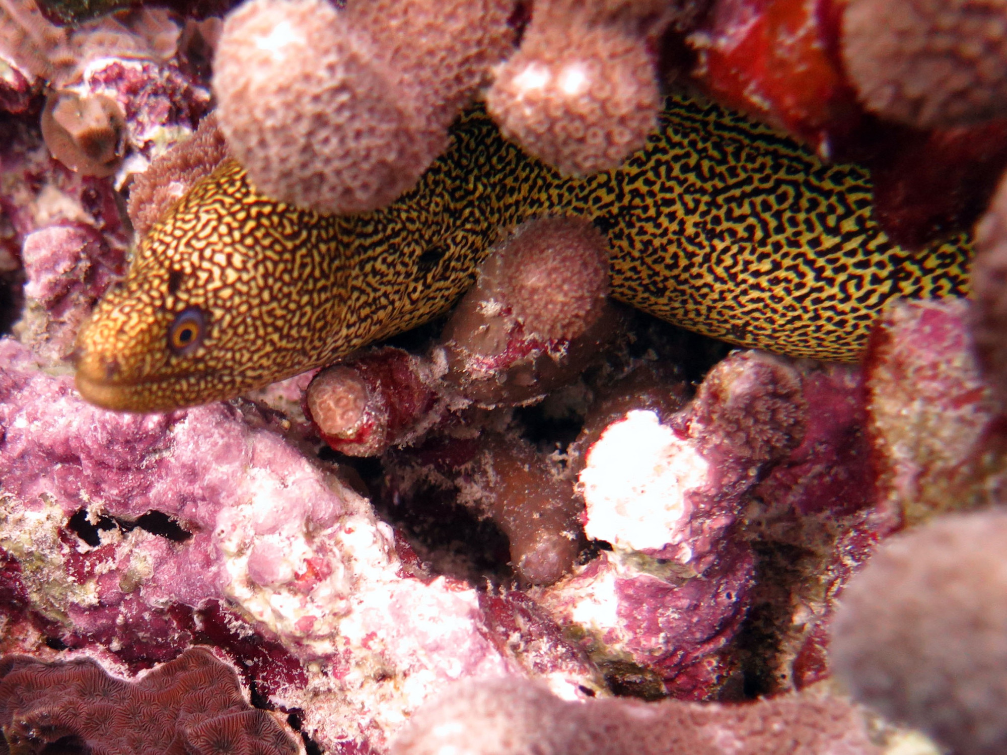 Yellow Spotted Moray