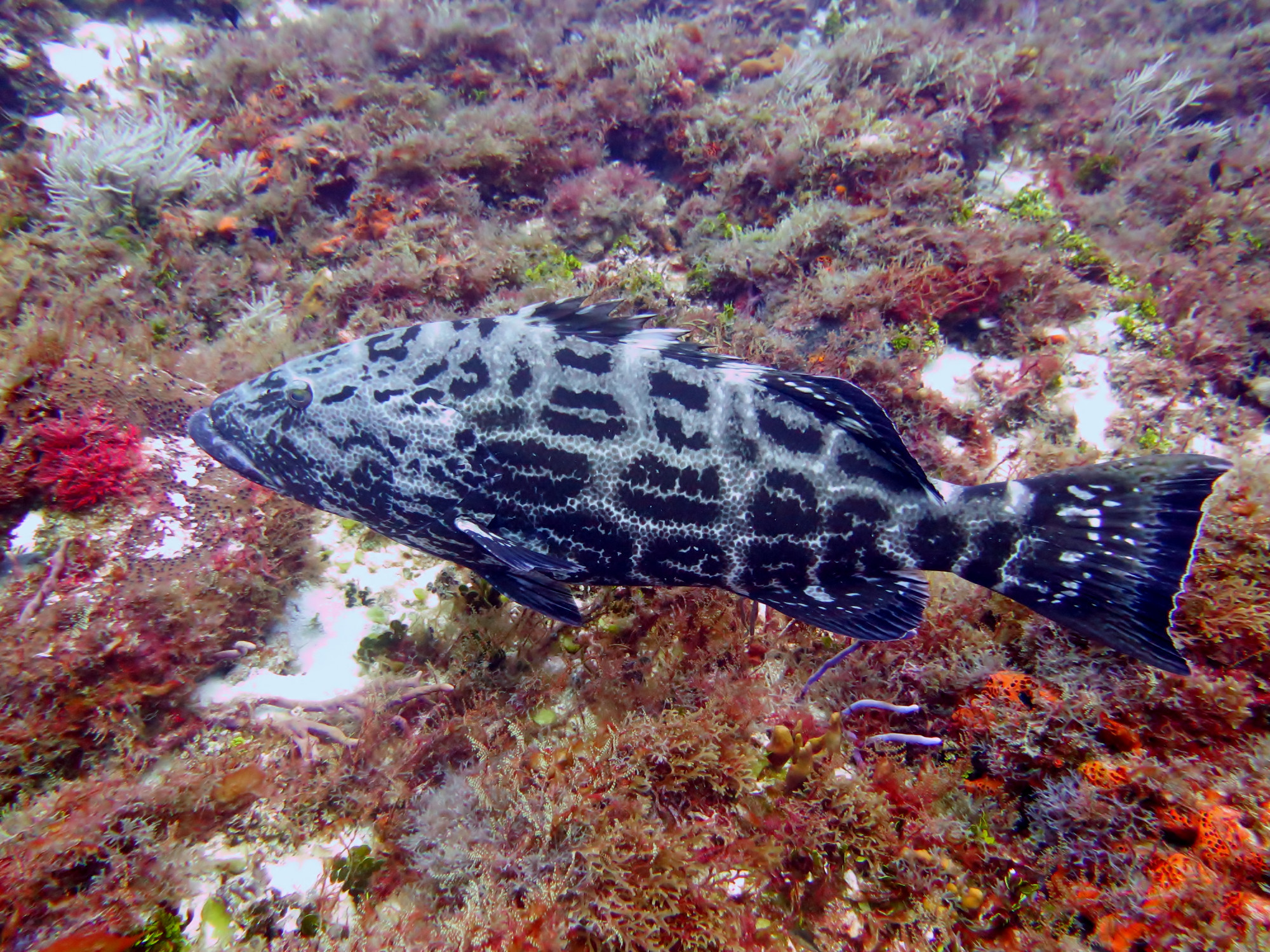 Grouper