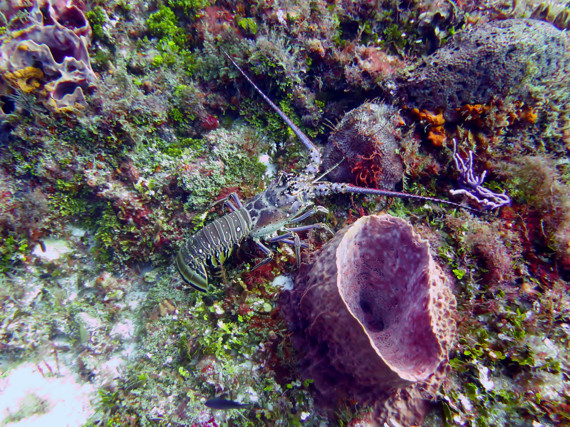 Lobster out and about