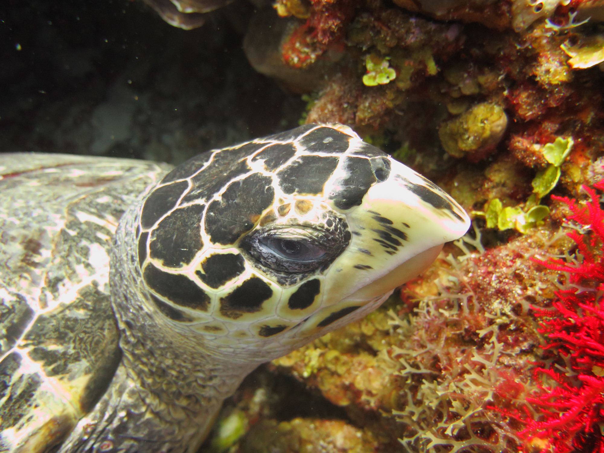 Close up Turtle