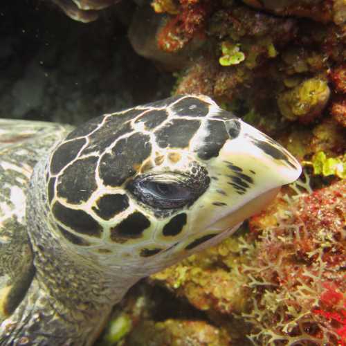 Close up Turtle