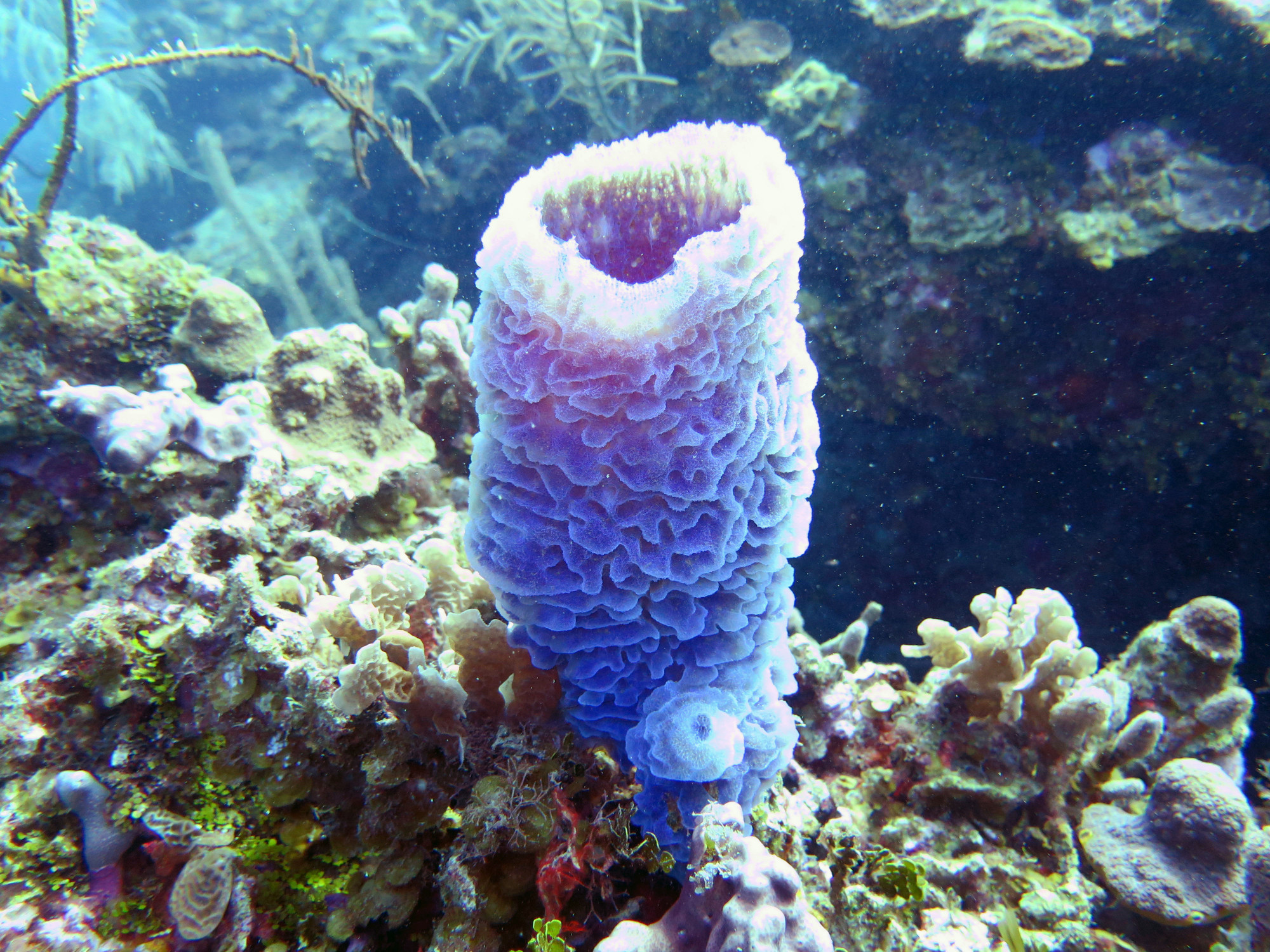 Tube Coral