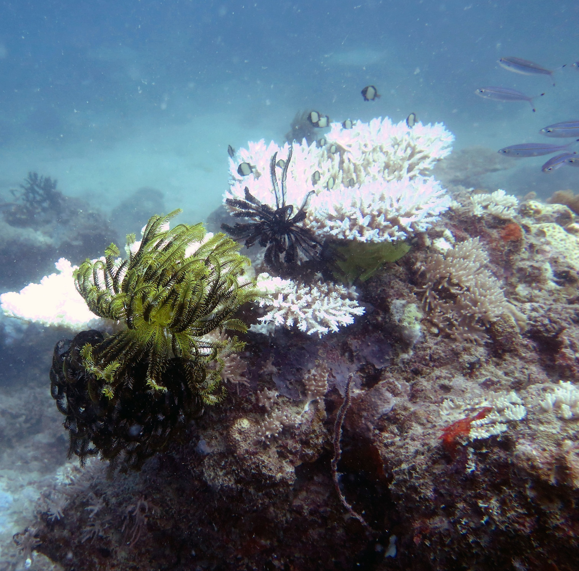 Snake Pit, GBR, Австралия