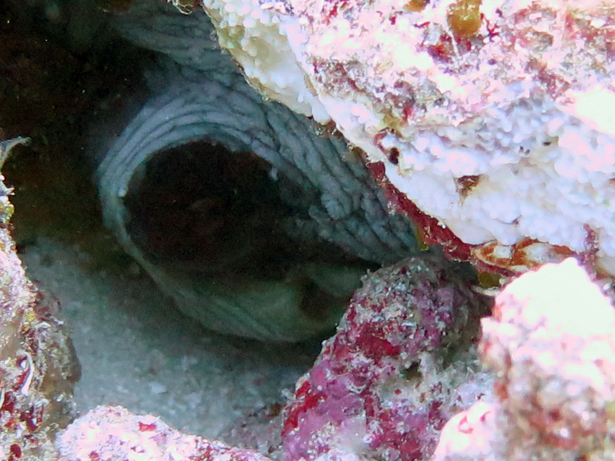 Dynamite Pass, Ribbon Reef GBR., Australia