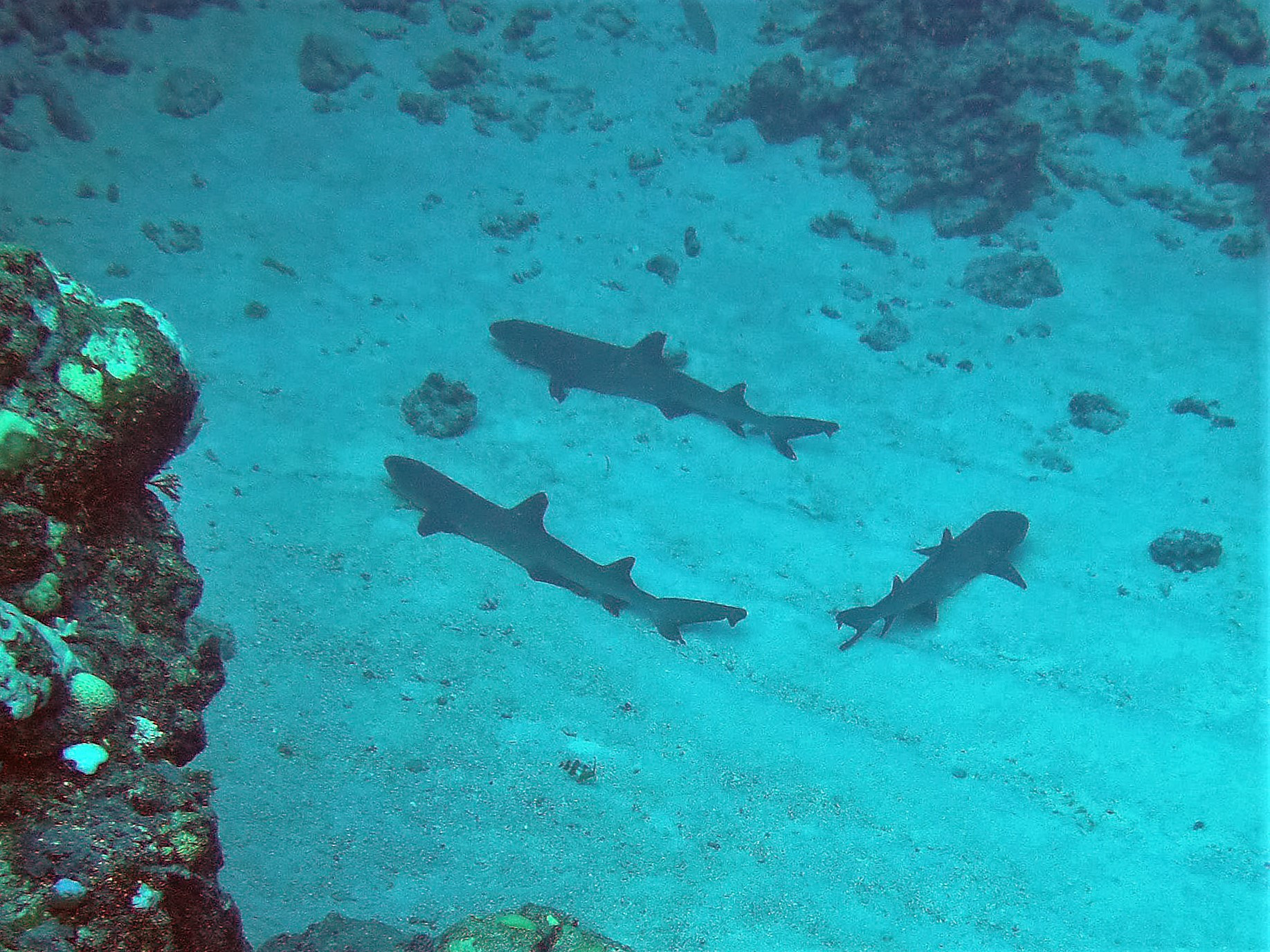 Reef Sharks on Bottom