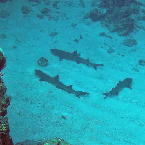 Reef Sharks on Bottom