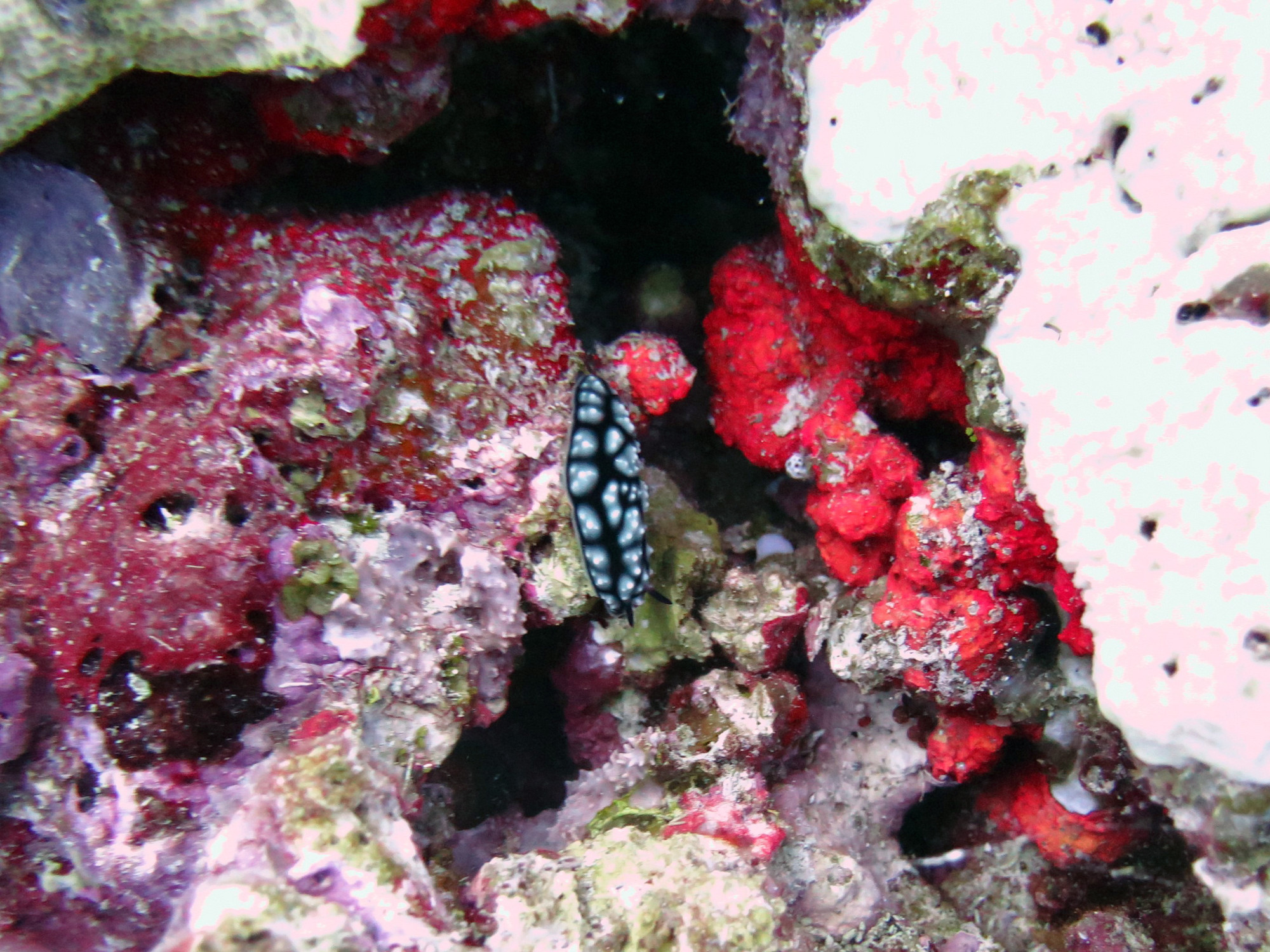 Dynamite Pass, Ribbon Reef GBR., Australia