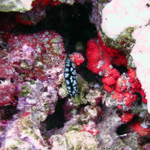 Dynamite Pass, Ribbon Reef GBR., Australia