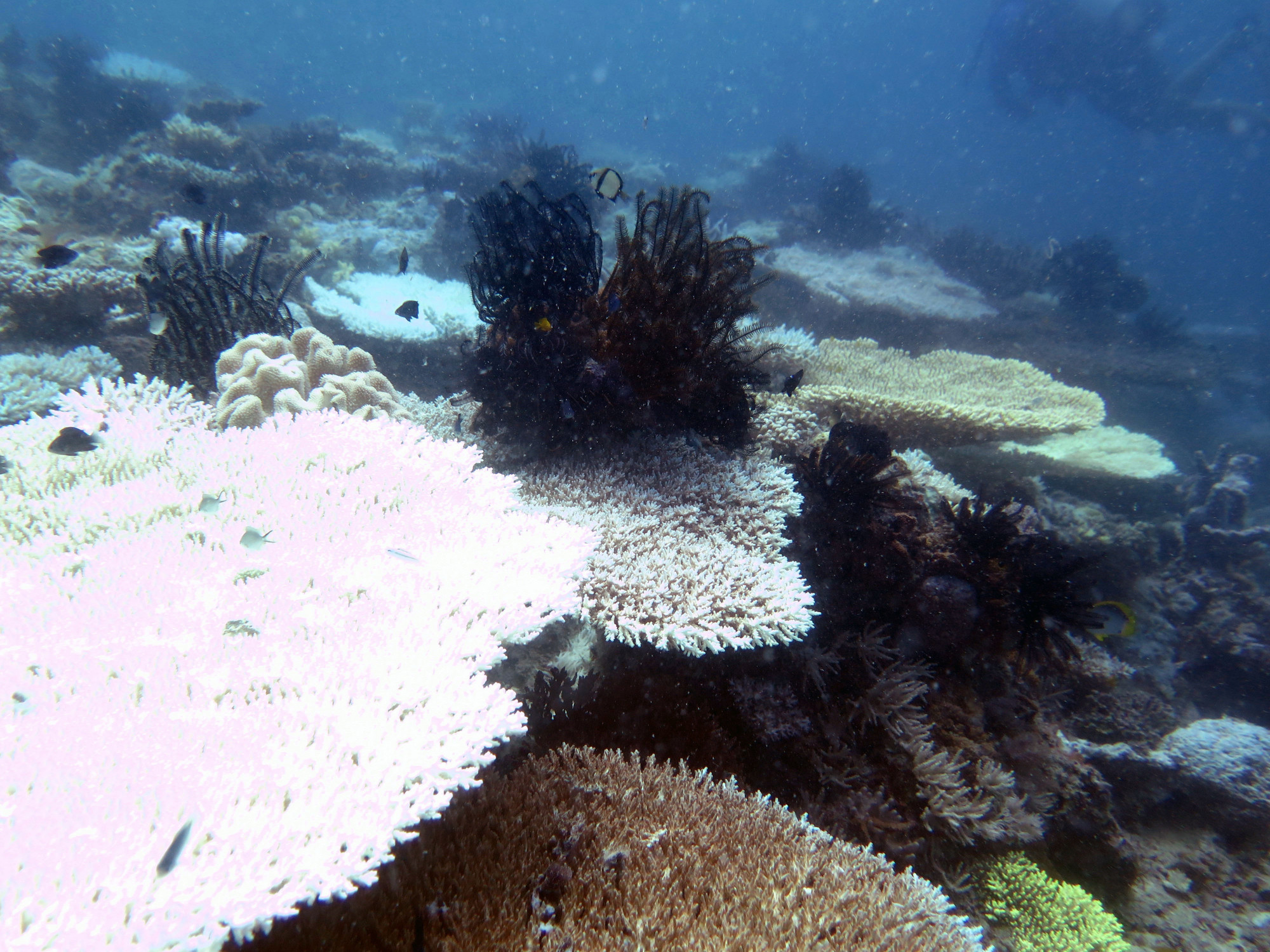 Snake Pit, GBR, Австралия