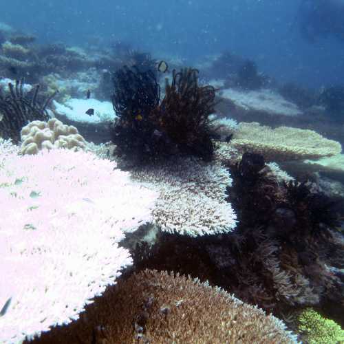 Table Corals