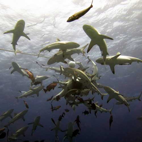 Shark feed