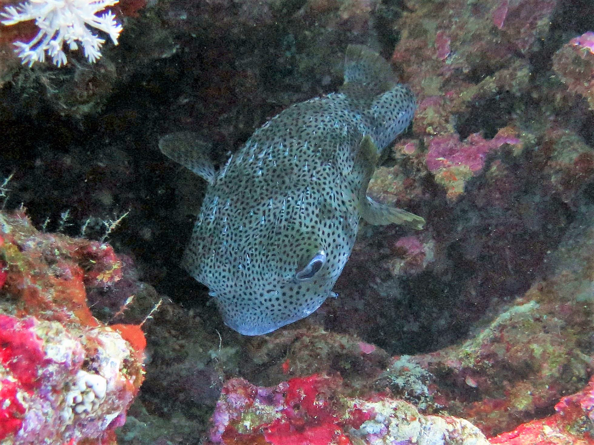 Puffer Fish