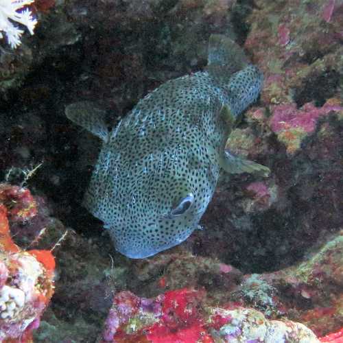 Puffer Fish