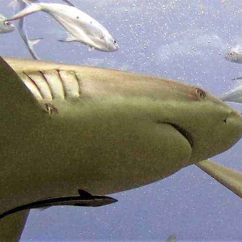 Shark Feed