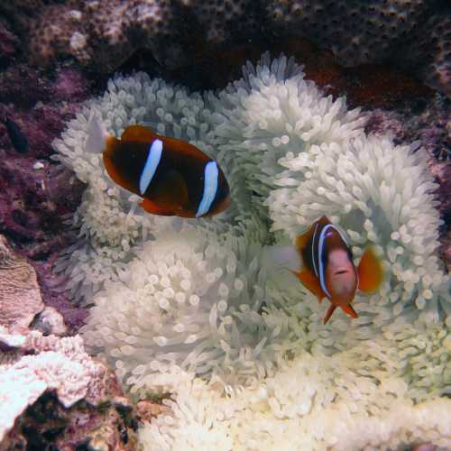 Osprey Reef Coral Sea