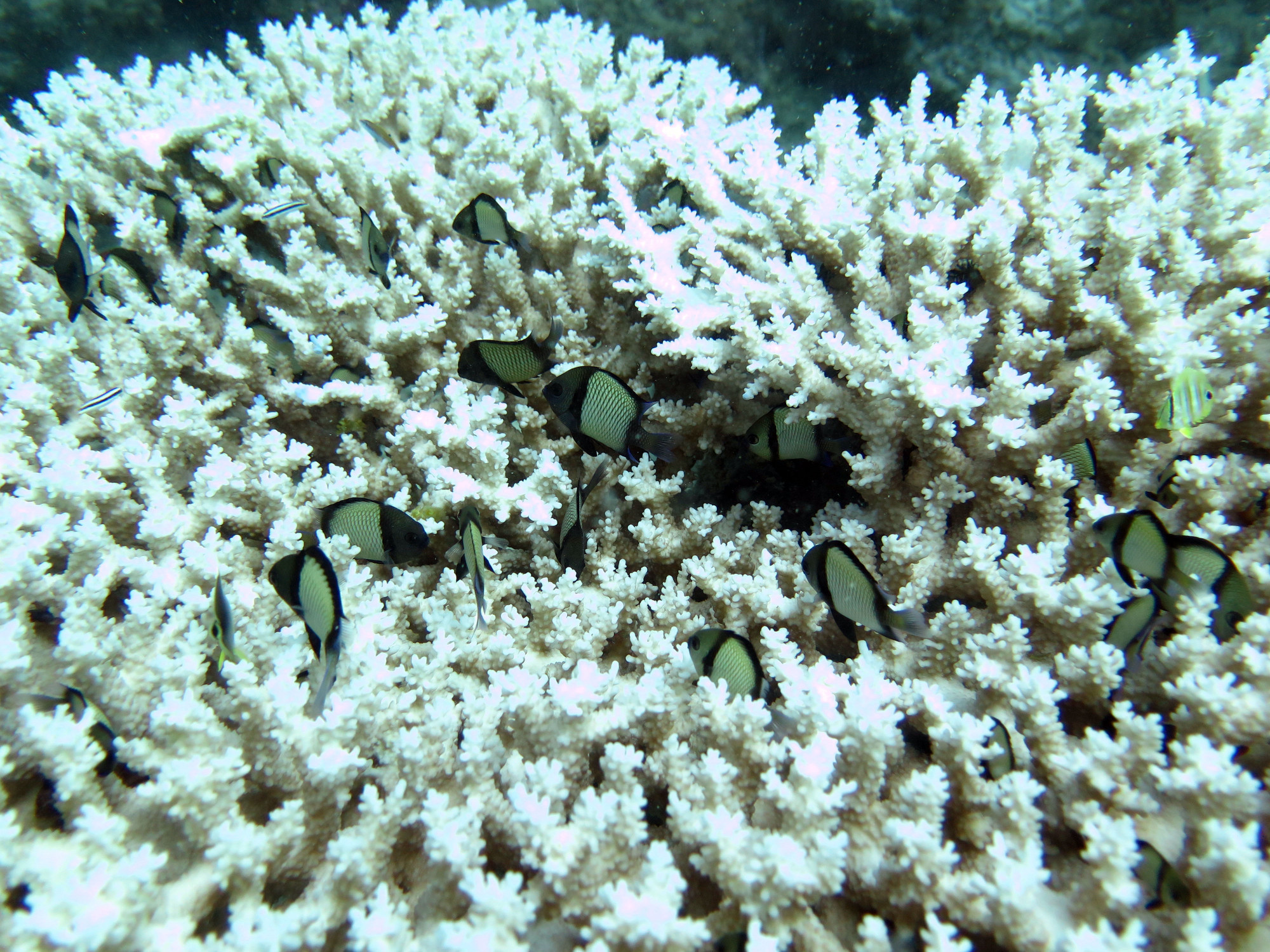 Snake Pit, GBR, Australia