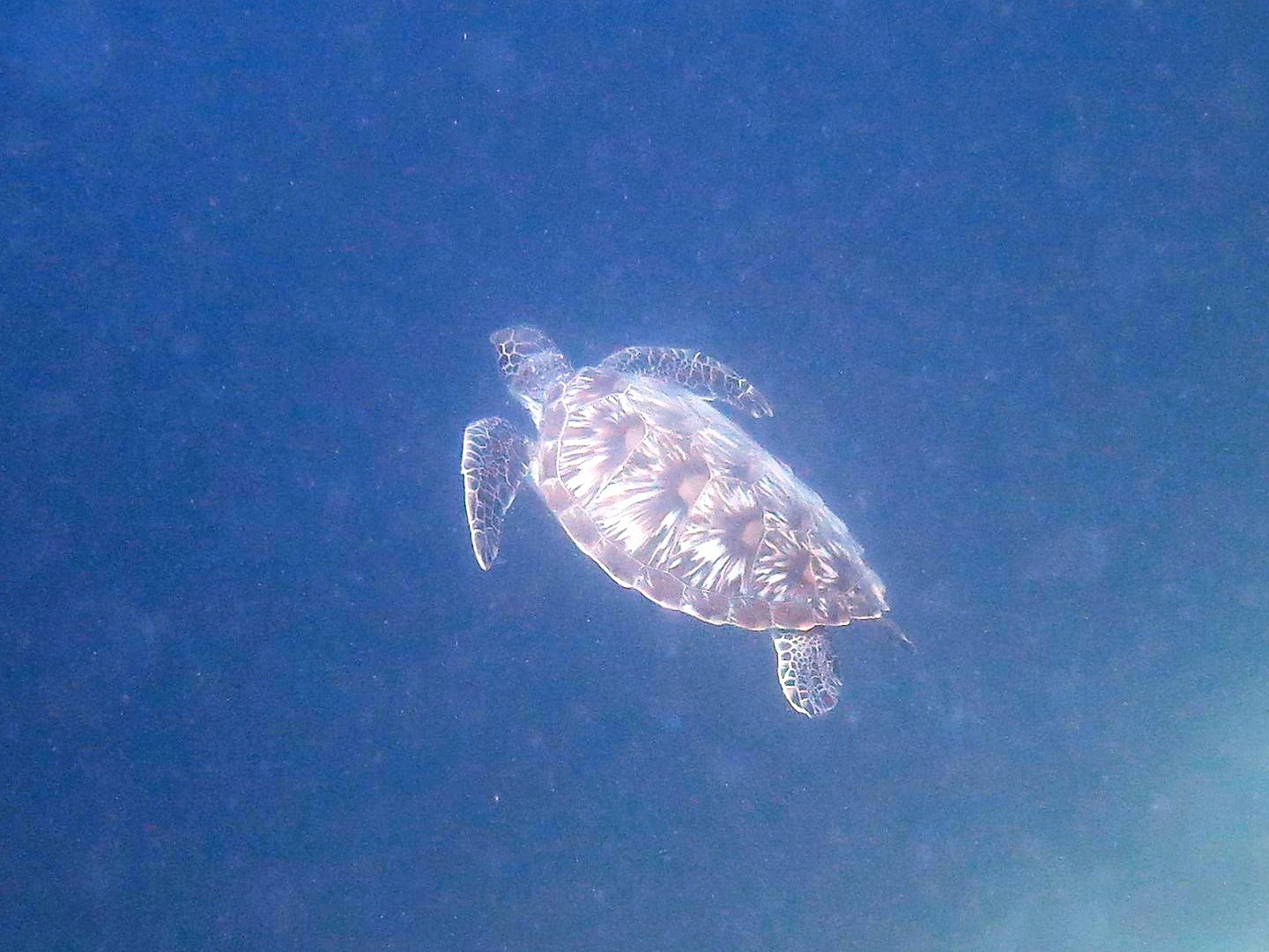 Talisay Wall Dive Site, Philippines