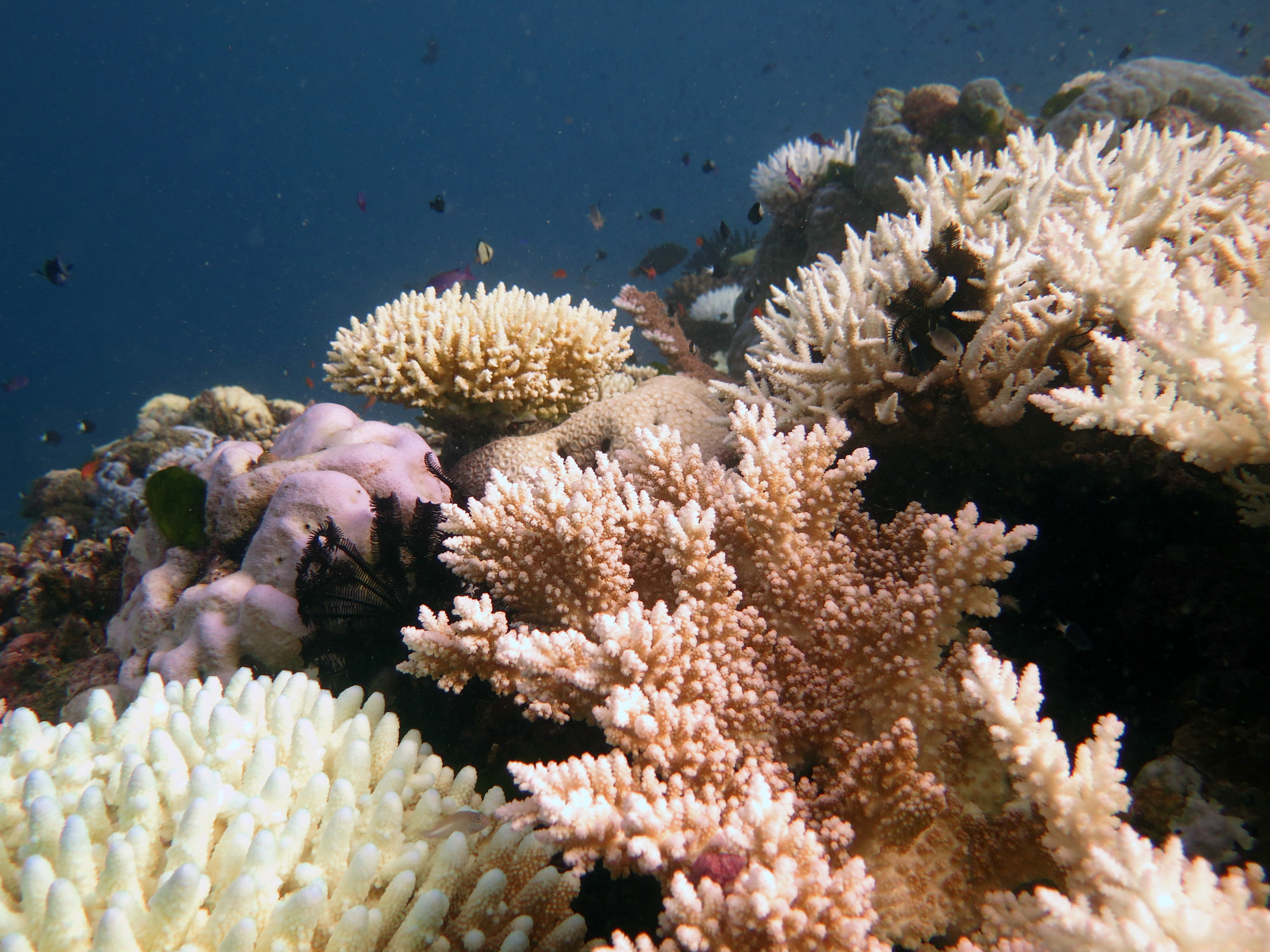 Steve's Bommie, Australia