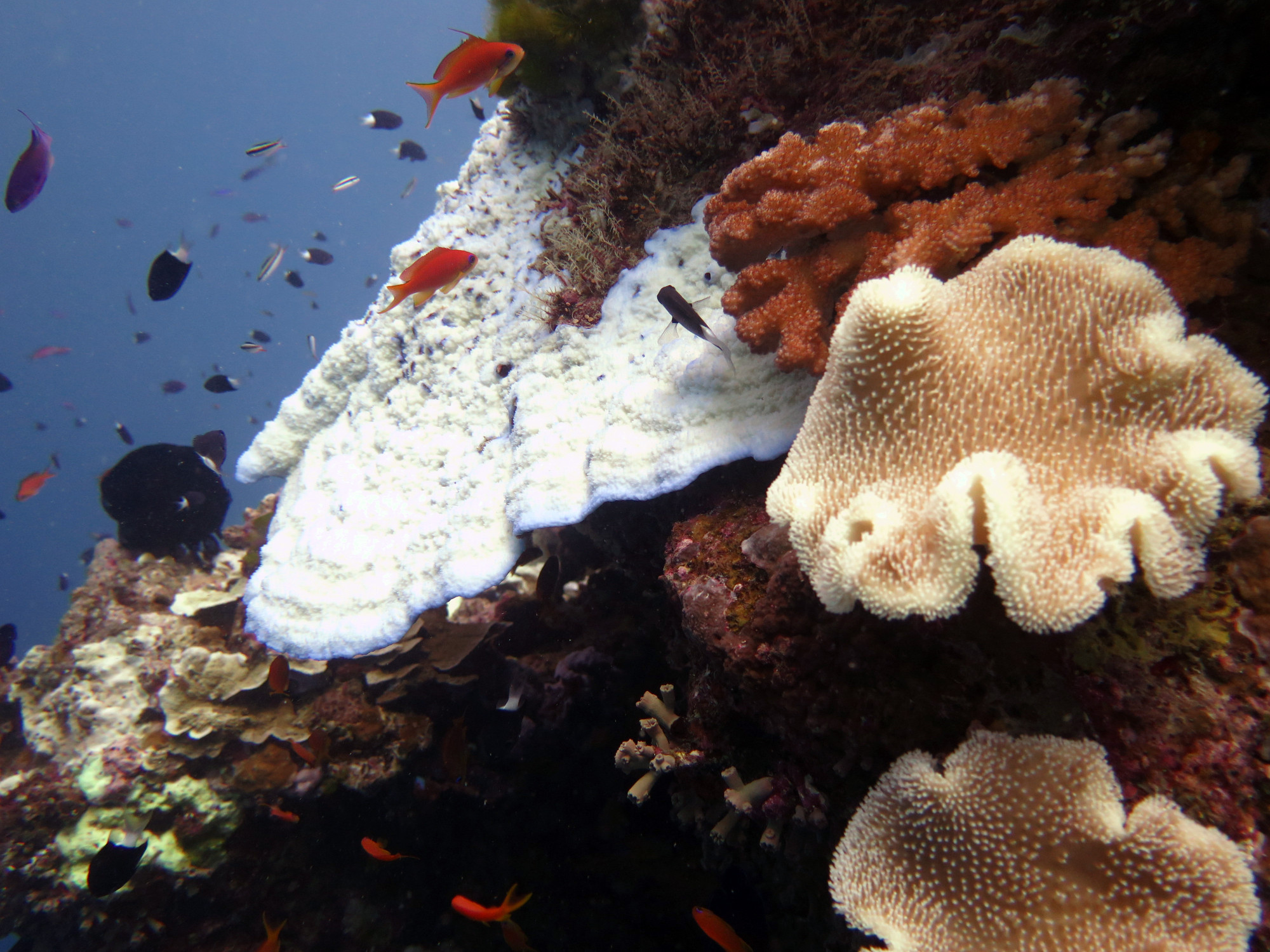 Steve's Bommie, Australia