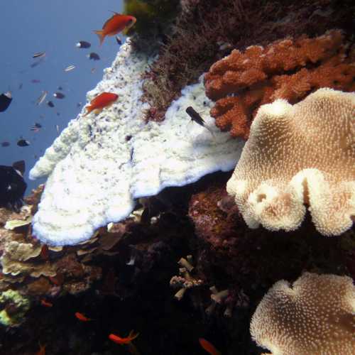 Hard & Soft Corals