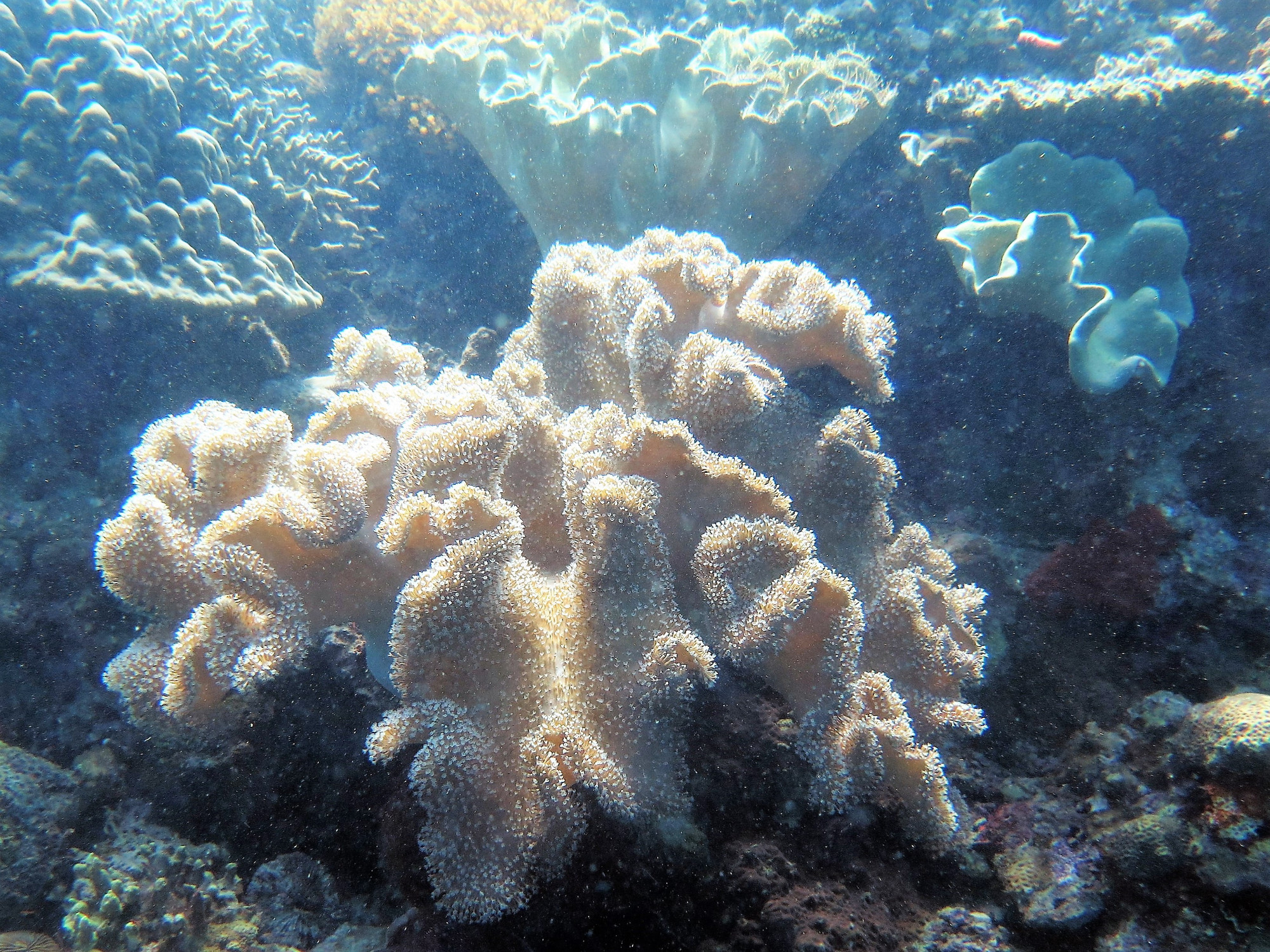 Dolphin House Dive Site, Philippines