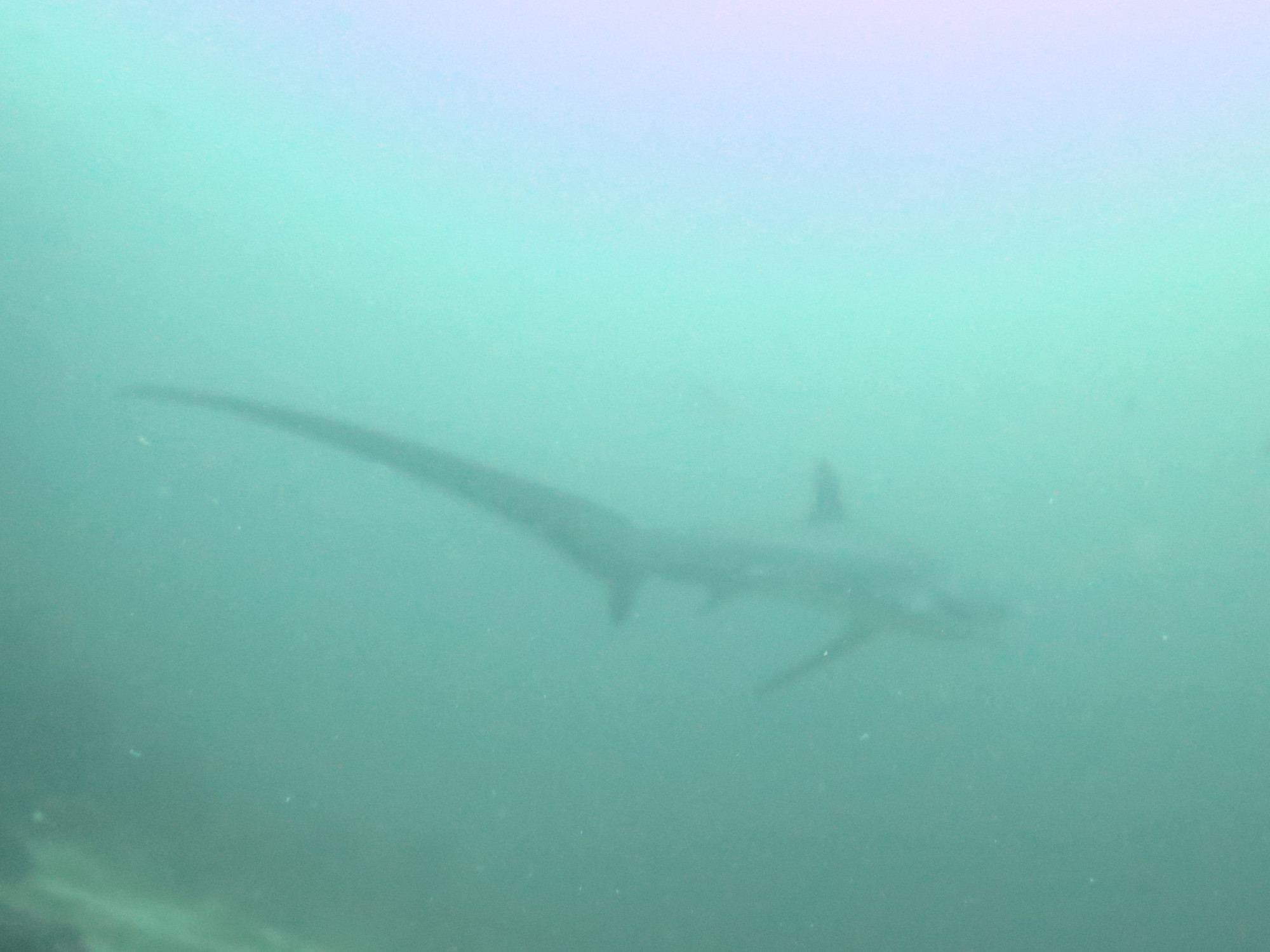 Thresher Shark