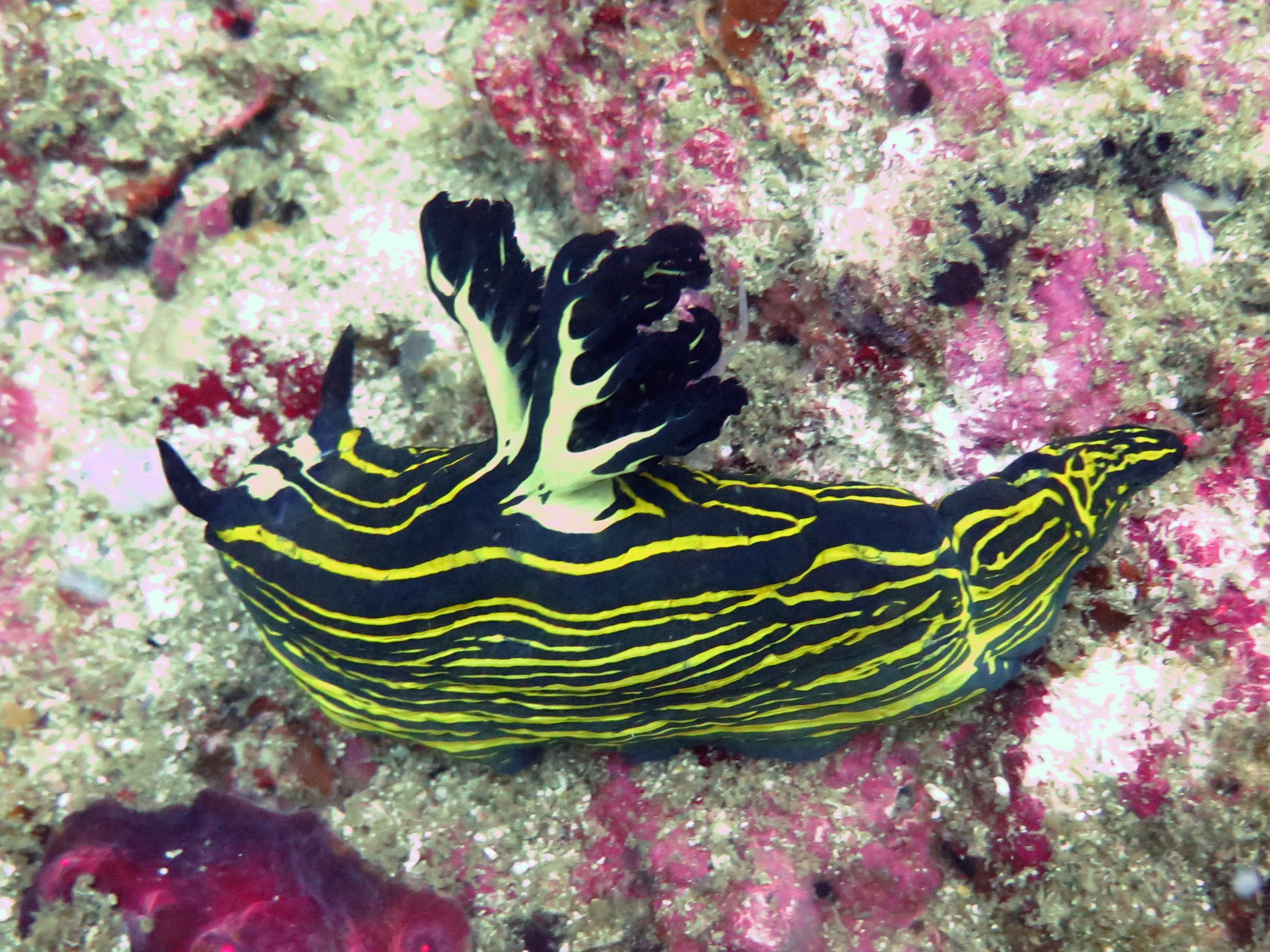 Bugtong Gato, Philippines