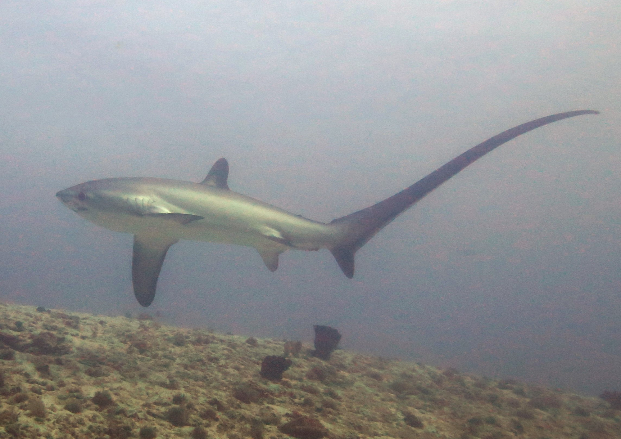 Thresher Shark