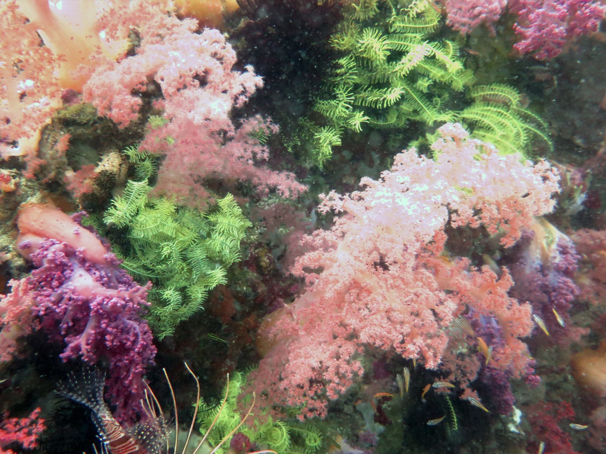 North Wall Dive Site, Филиппины