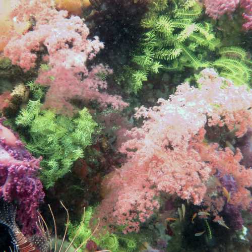 North Wall Dive Site, Филиппины