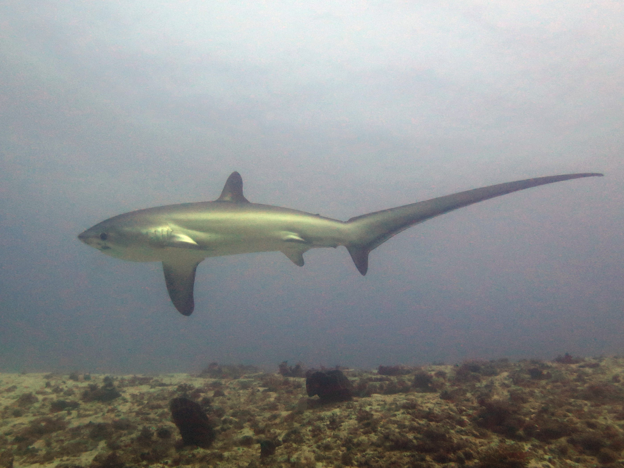 Monad Shoal, Philippines