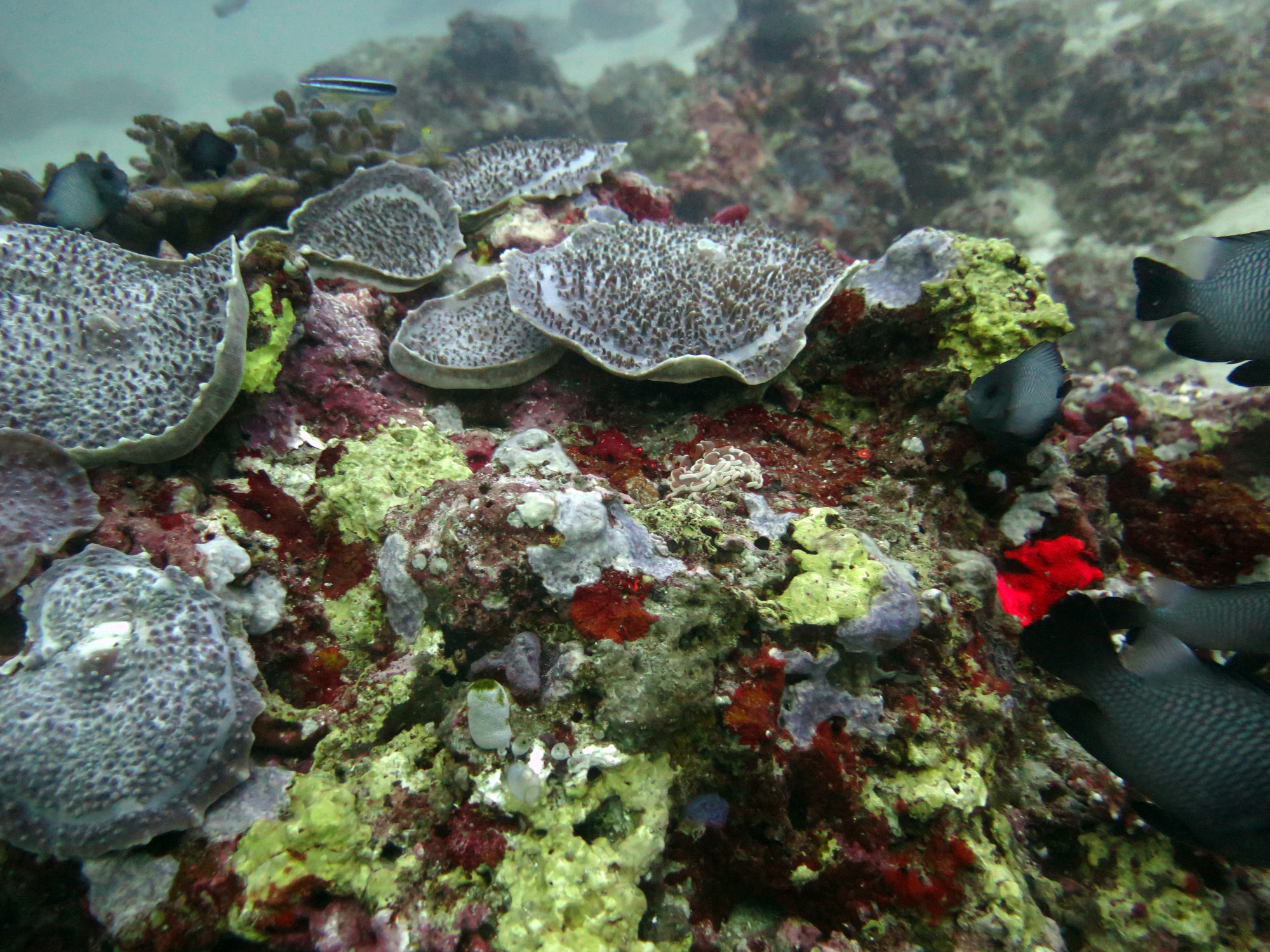 Monad Shoal, Philippines