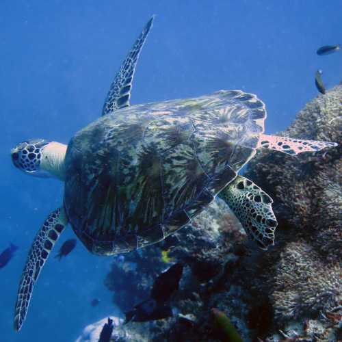 Steve's Bommie, Australia